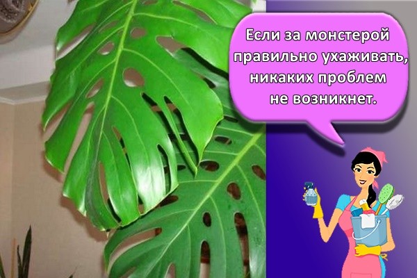 Если за монстерой правильно ухаживать, никаких проблем не возникнет.