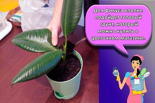 Для фикуса вполне подойдет готовый грунт, который можно купить в цветочном магазине.