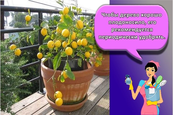 Чтобы дерево хорошо плодоносило, его рекомендуется периодически удобрять.