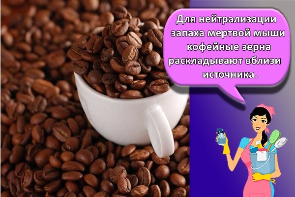Для нейтрализации запаха мертвой мыши кофейные зерна раскладывают вблизи источника