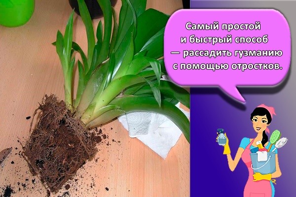 Самый простой и быстрый способ — рассадить гузманию с помощью отростков.