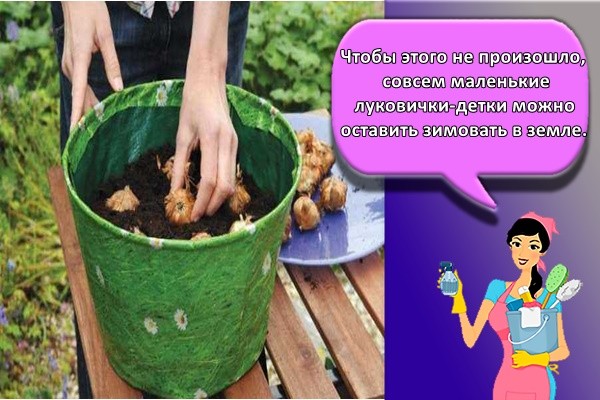 Чтобы этого не произошло, совсем маленькие луковички-детки можно оставить зимовать в земле.
