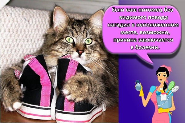 Если ваш питомец без видимого повода нагадил в неположенном месте, возможно, причина заключается в болезни.