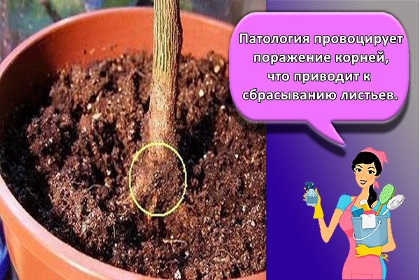 Патология провоцирует поражение корней, что приводит к сбрасыванию листьев.