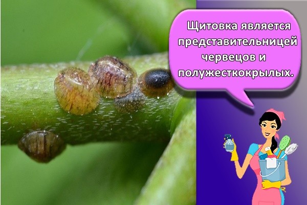 Щитовка является представительницей червецов и полужесткокрылых.