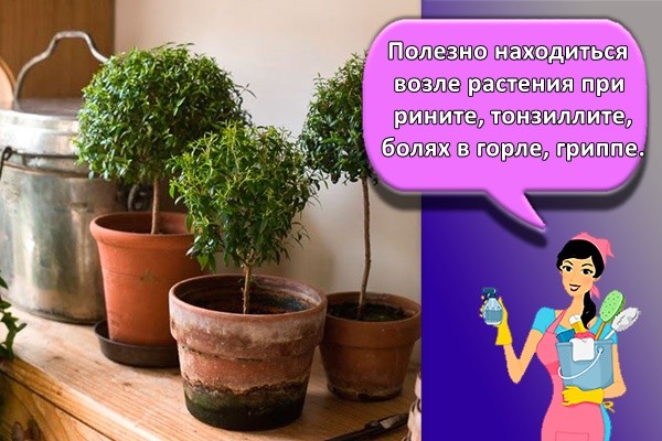 Полезно находиться возле растения при рините, тонзиллите, болях в горле, гриппе.