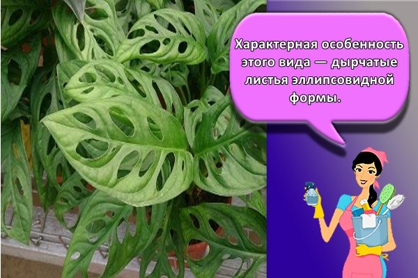 Характерная особенность этого вида — дырчатые листья эллипсовидной формы.