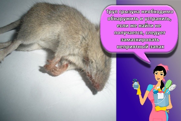 Труп грызуна необходимо обнаружить и устранить, если же найти не получается, следует замаскировать неприятный запах