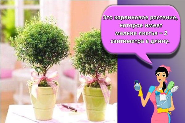 Это карликовое растение, которое имеет мелкие листья – 2 сантиметра в длину.