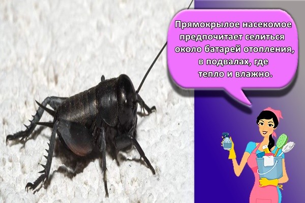 Прямокрылое насекомое предпочитает селиться около батарей отопления, в подвалах, где тепло и влажно.