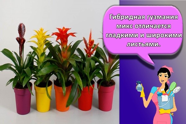 Гибридная гузмания микс отличается гладкими и широкими листьями