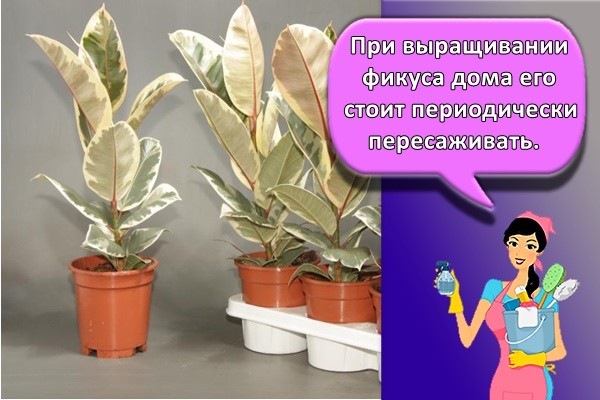 При выращивании фикуса дома его стоит периодически пересаживать.