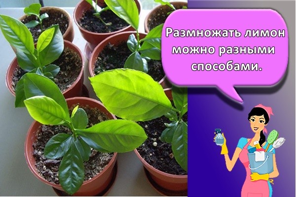 Размножать лимон можно разными способами.