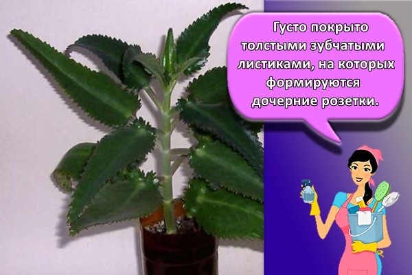 Густо покрыто толстыми зубчатыми листиками, на которых формируются дочерние розетки.
