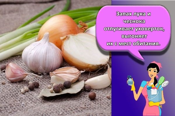 запах лука