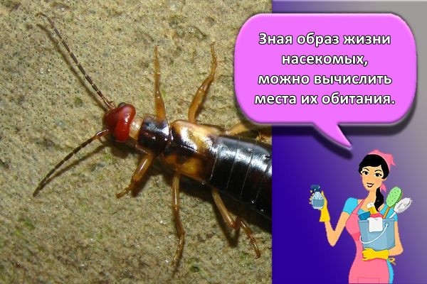 образ жизни уховерток