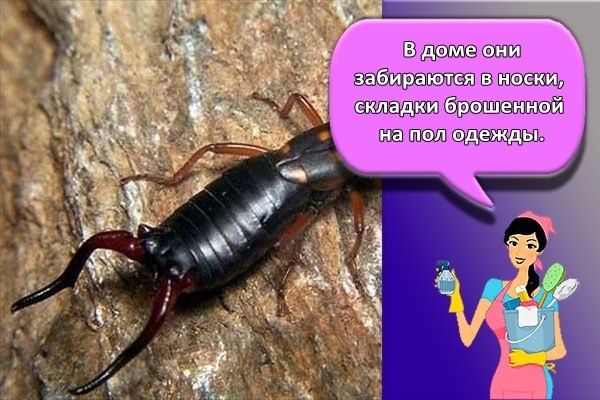 на полу уховертки