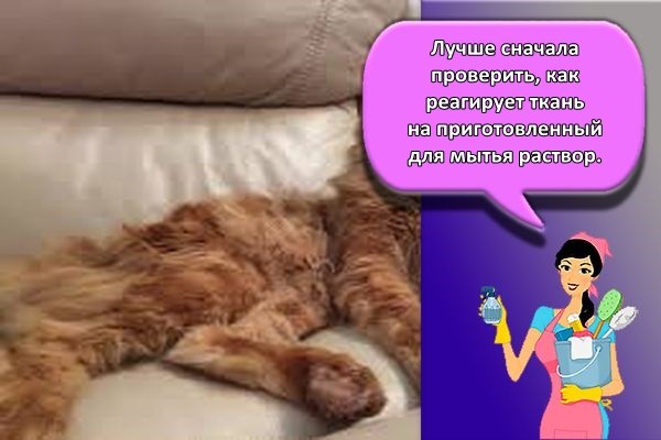 17 лучших методов, как в квартире избавиться от запаха кошачьей мочи