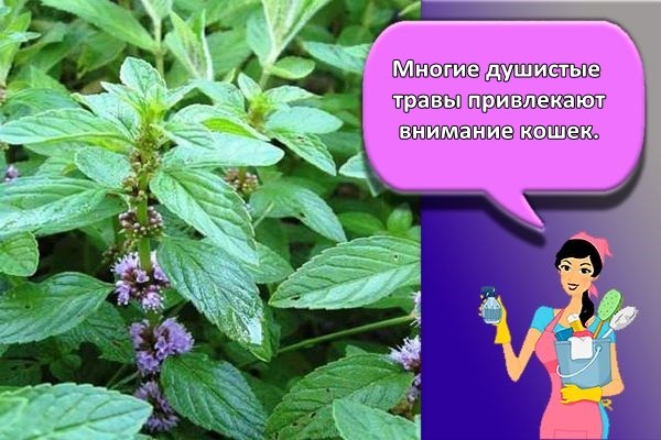 душистые травы