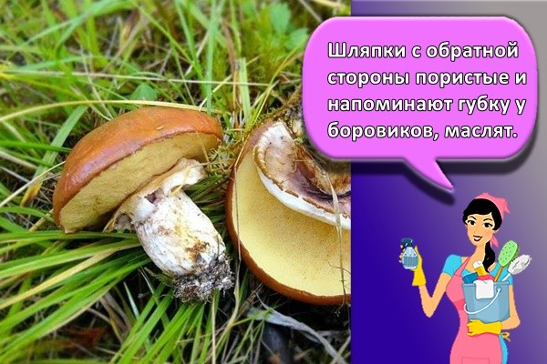 Шляпки с обратной стороны пористые и напоминают губку у боровиков, маслят.