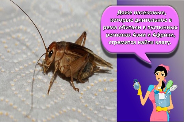 стремятся найти влагу