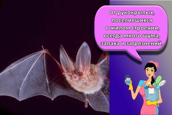 вредители дома