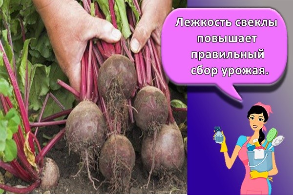 Лежкость свеклы повышает правильный сбор урожая.