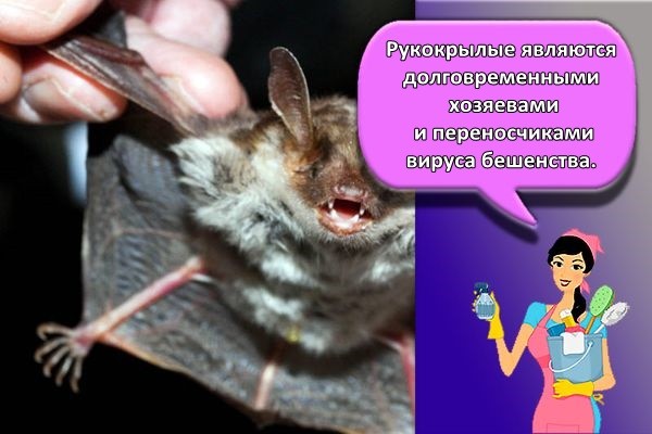 летучая мышь