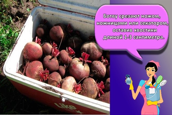 Ботву срезают ножом, ножницами или секатором, оставив хвостики длиной 1-3 сантиметра.