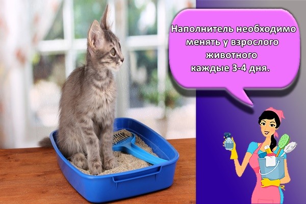 Наполнитель необходимо менять у взрослого животного каждые 3-4 дня.