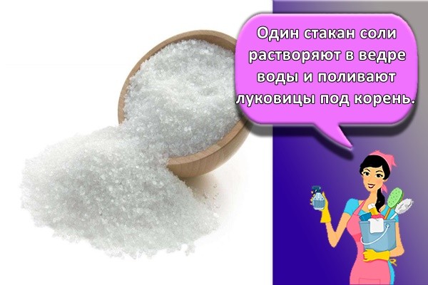 Один стакан соли растворяют в ведре воды и поливают луковицы под корень.