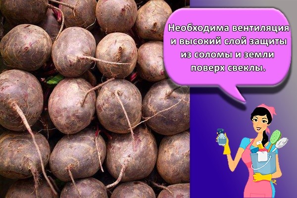 Необходима вентиляция и высокий слой защиты из соломы и земли поверх свеклы.