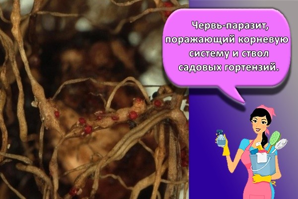 Червь-паразит, поражающий корневую систему и ствол садовых гортензий.