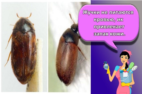 Жучки не питаются кровью, их привлекает запах кожи.