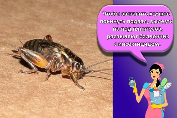 Чтобы заставить жучков покинуть подвал, вылезти из-под плинтусов, распыляют баллончик с инсектицидом.