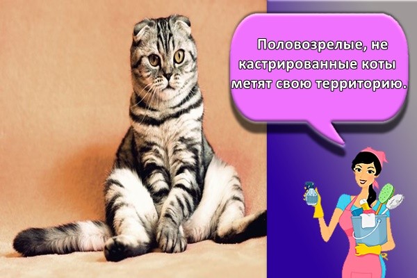 Половозрелые, не кастрированные коты метят свою территорию.