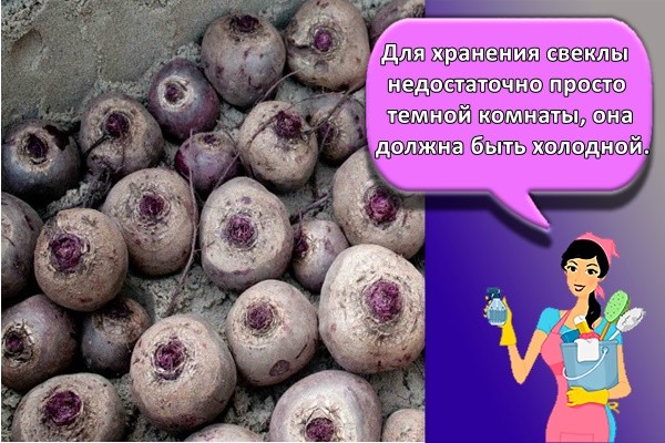 Для хранения свеклы недостаточно просто темной комнаты, она должна быть холодной