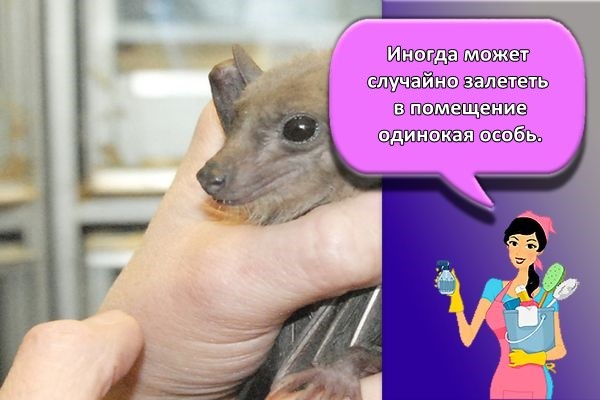 одинокая особь