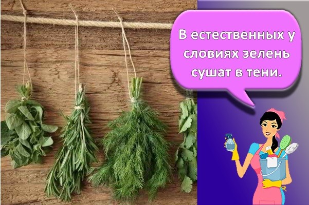 сушка зелени