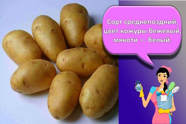 сорт картошки