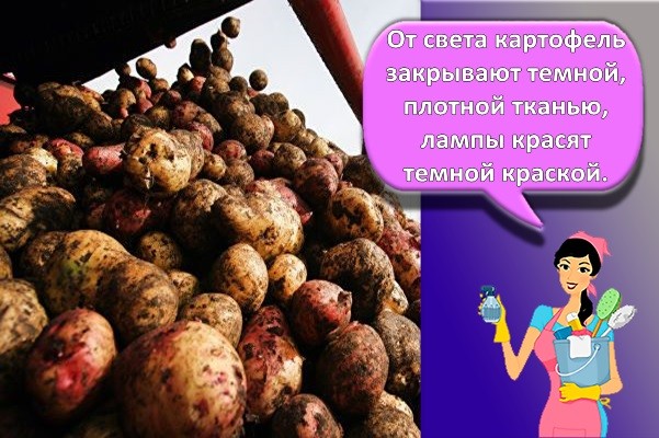 много картошки
