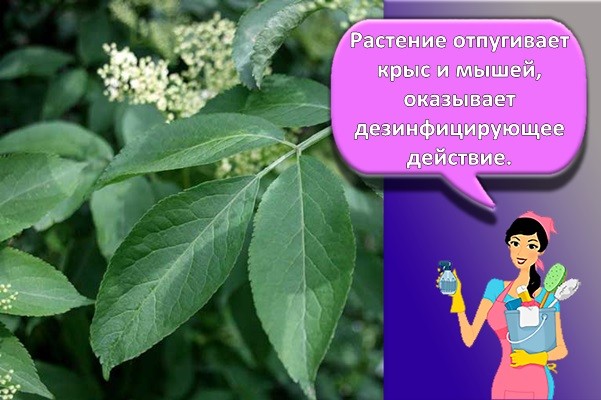 листья бузины