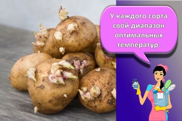 глазки картошки