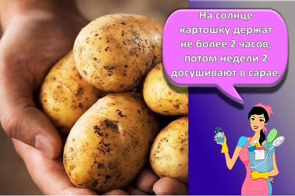 молодая картошка