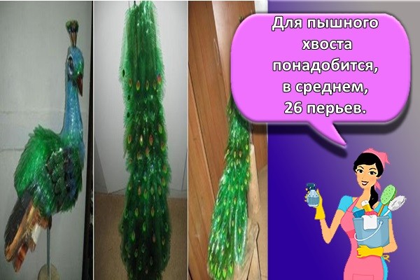 Для пышного хвоста понадобится, в среднем, 26 перьев.