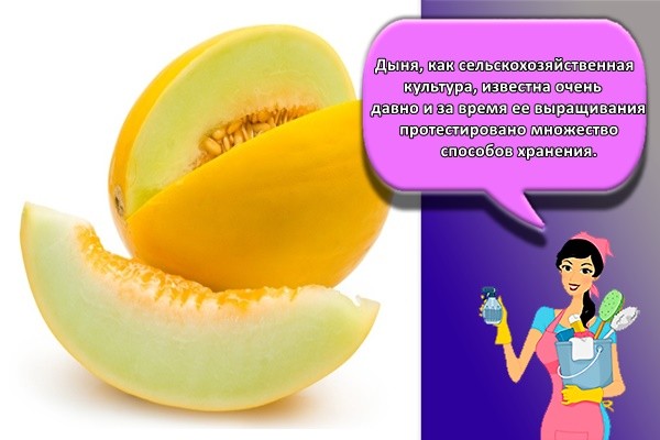 Дыня, как сельскохозяйственная культура, известна очень давно и за время ее выращивания протестировано множество способов хранения.