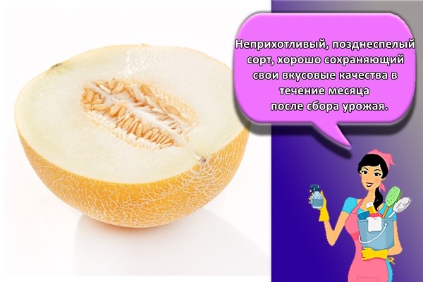 Неприхотливый, позднеспелый сорт, хорошо сохраняющий свои вкусовые качества в течение месяца после сбора урожая.