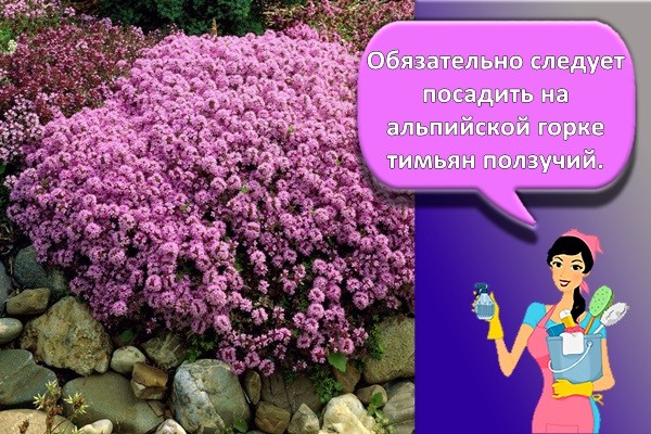 тимьян ползучий