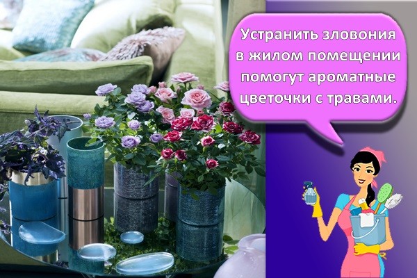 цветы