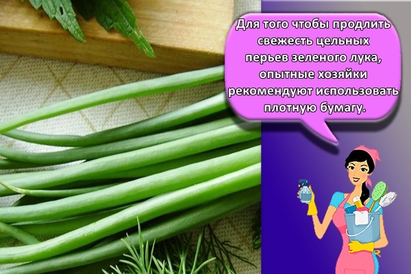 Для того чтобы продлить свежесть цельных перьев зеленого лука, опытные хозяйки рекомендуют использовать плотную бумагу